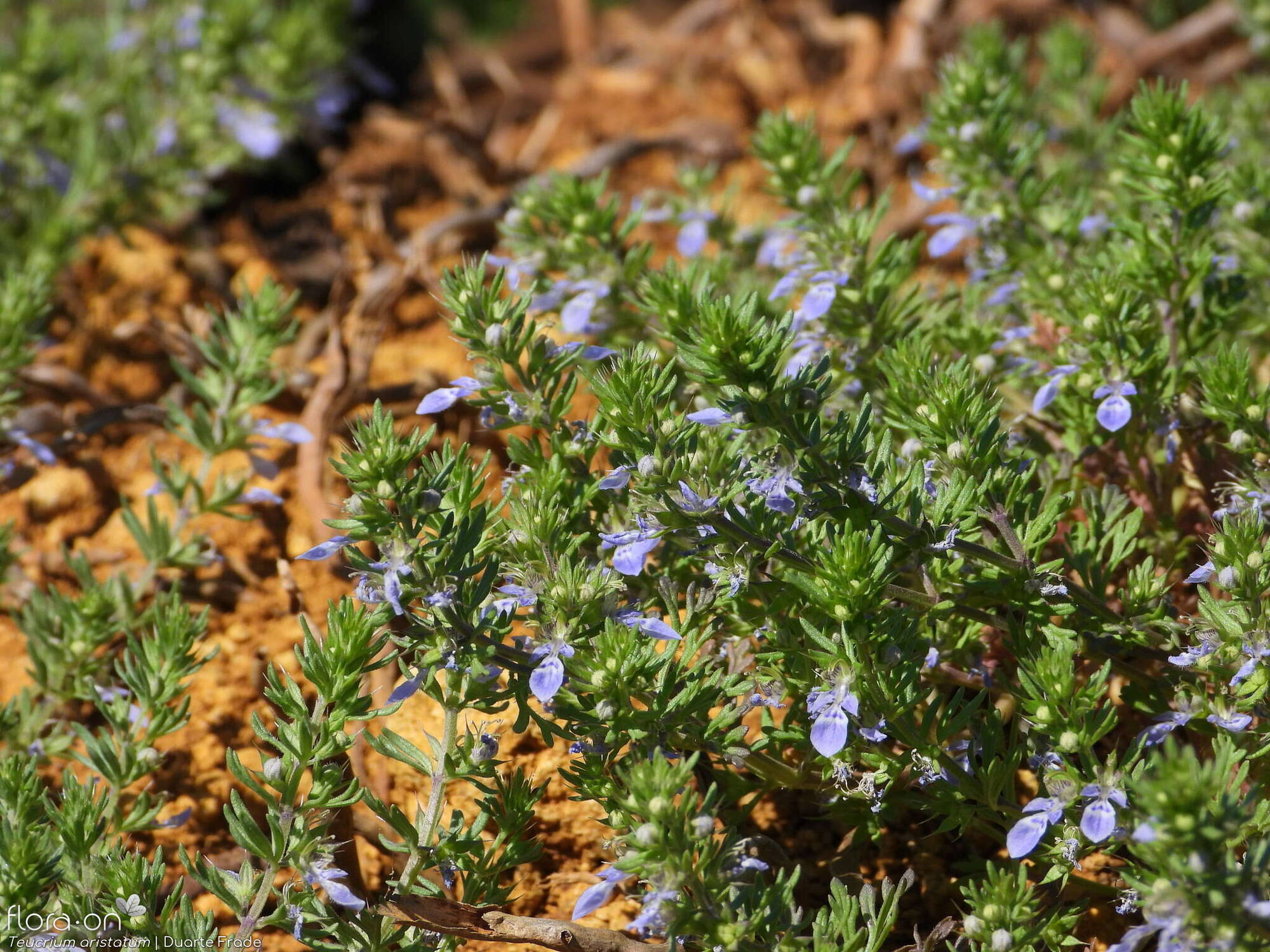 Teucrium aristatum - Flor (geral) | Duarte Frade; CC BY-NC 4.0