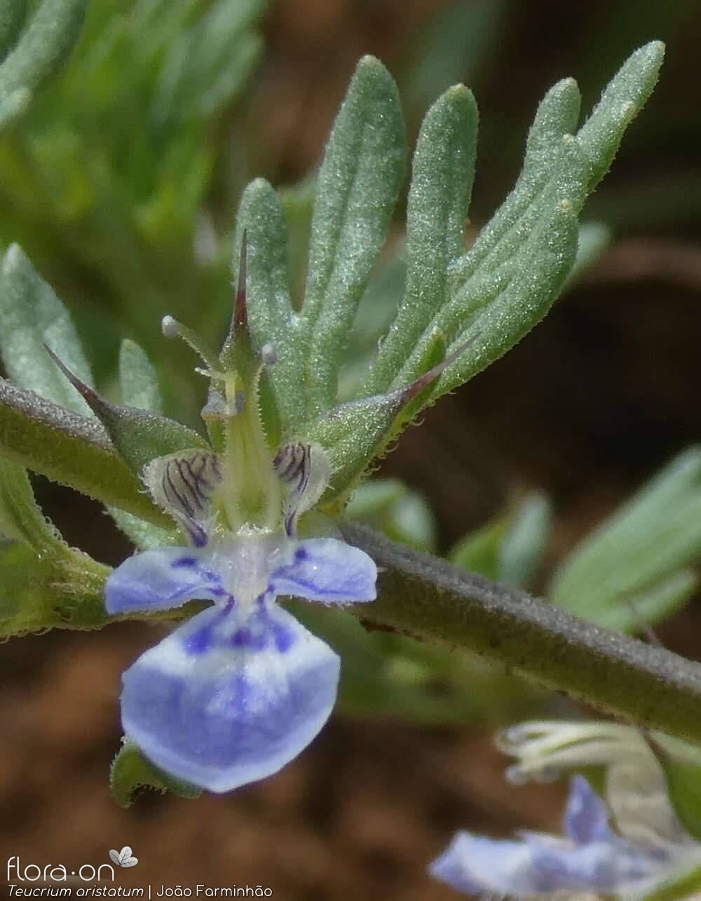 Teucrium aristatum - Flor (close-up) | João Farminhão; CC BY-NC 4.0