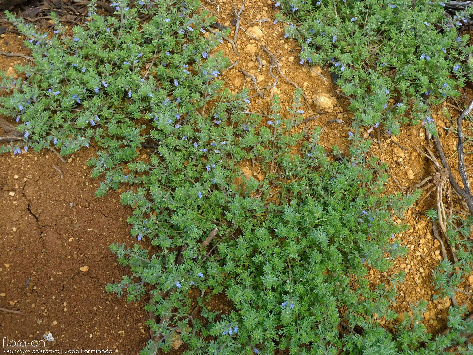 Teucrium aristatum - Habitat | João Farminhão; CC BY-NC 4.0