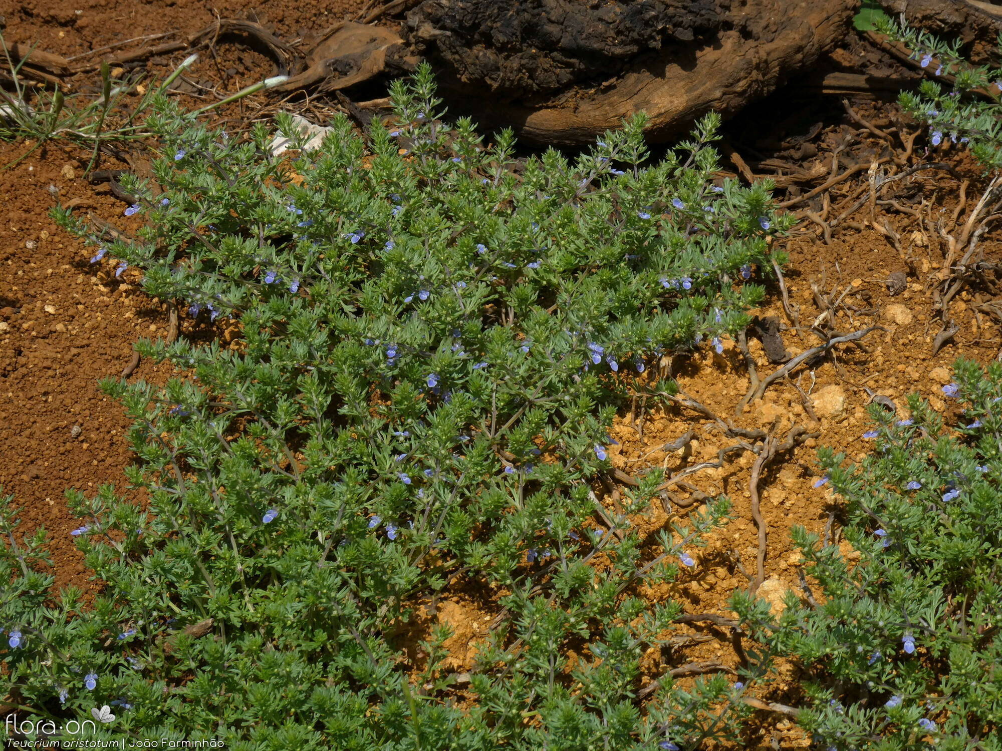 Teucrium aristatum - Habitat | João Farminhão; CC BY-NC 4.0