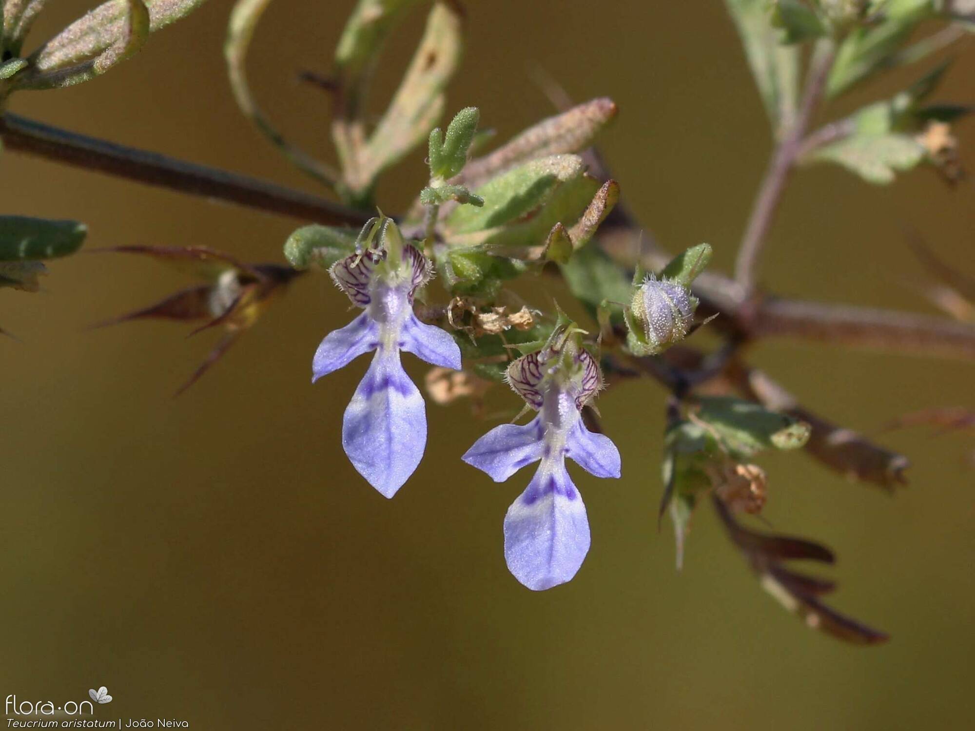 Teucrium aristatum - Flor (close-up) | João Neiva; CC BY-NC 4.0