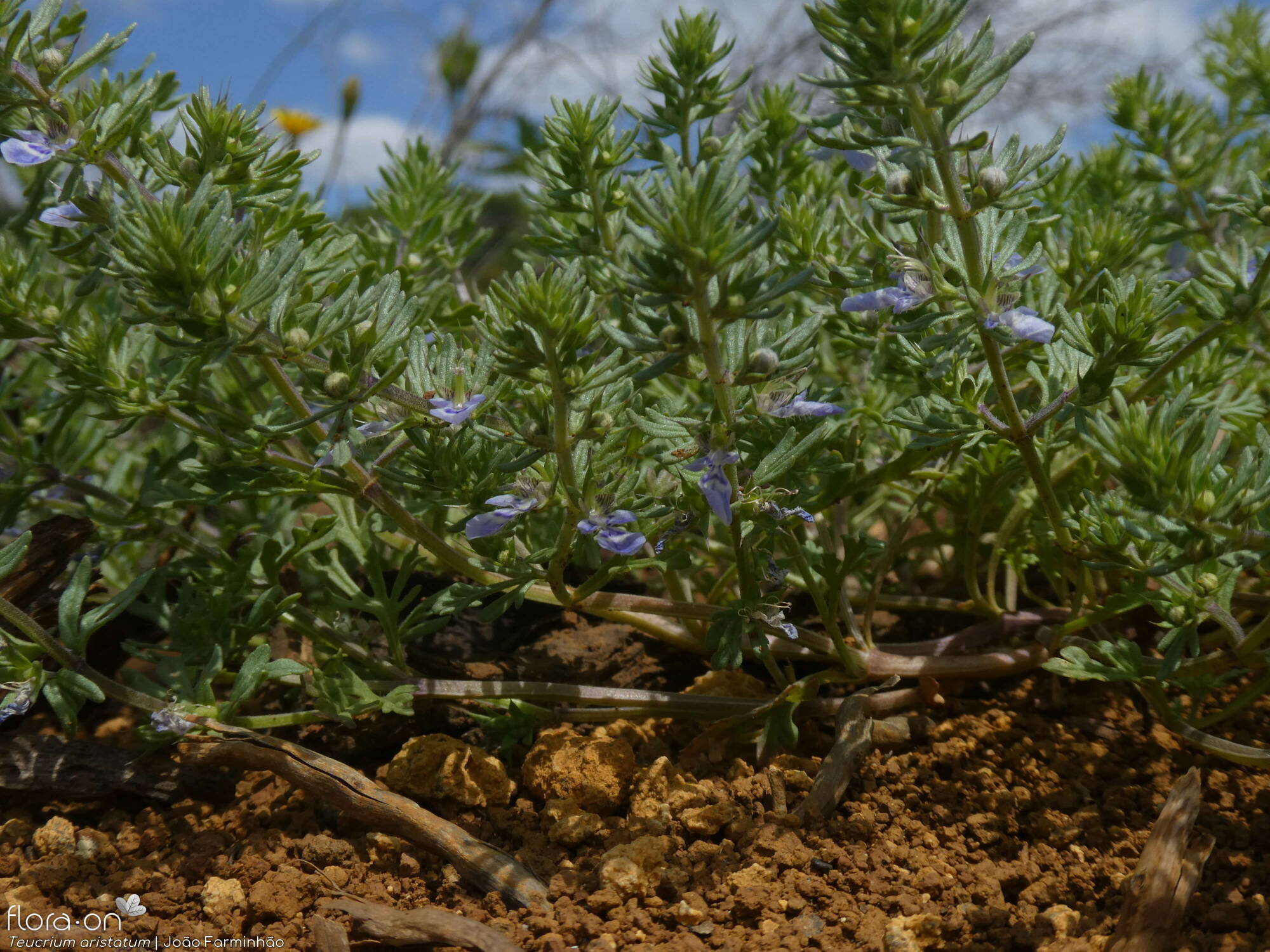 Teucrium aristatum - Hábito | João Farminhão; CC BY-NC 4.0