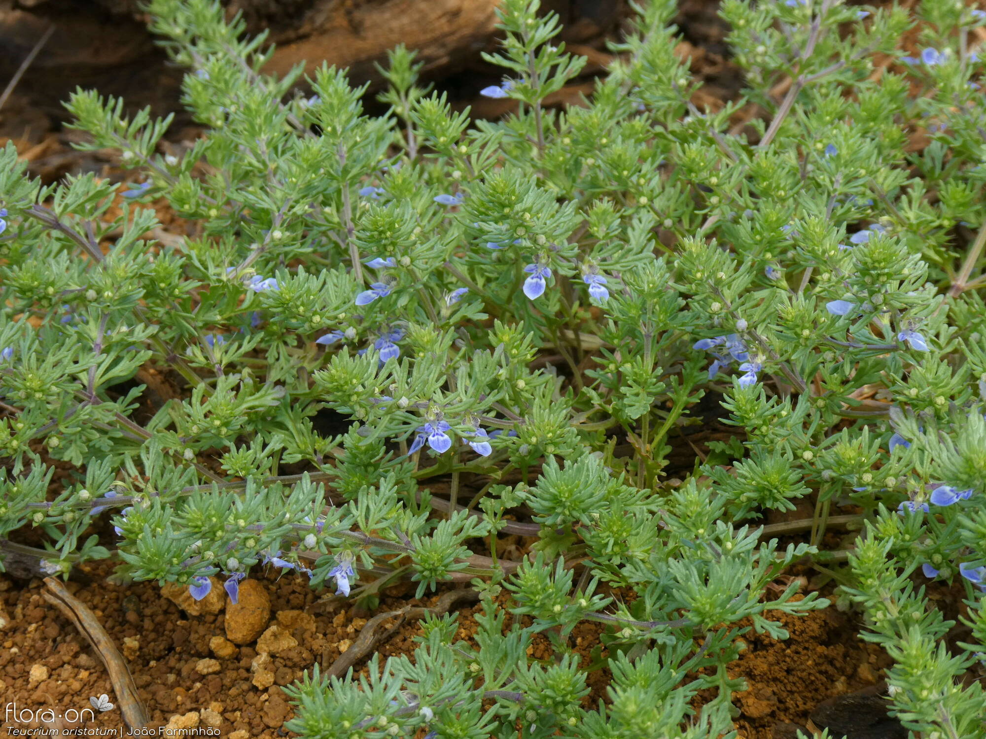 Teucrium aristatum - Hábito | João Farminhão; CC BY-NC 4.0