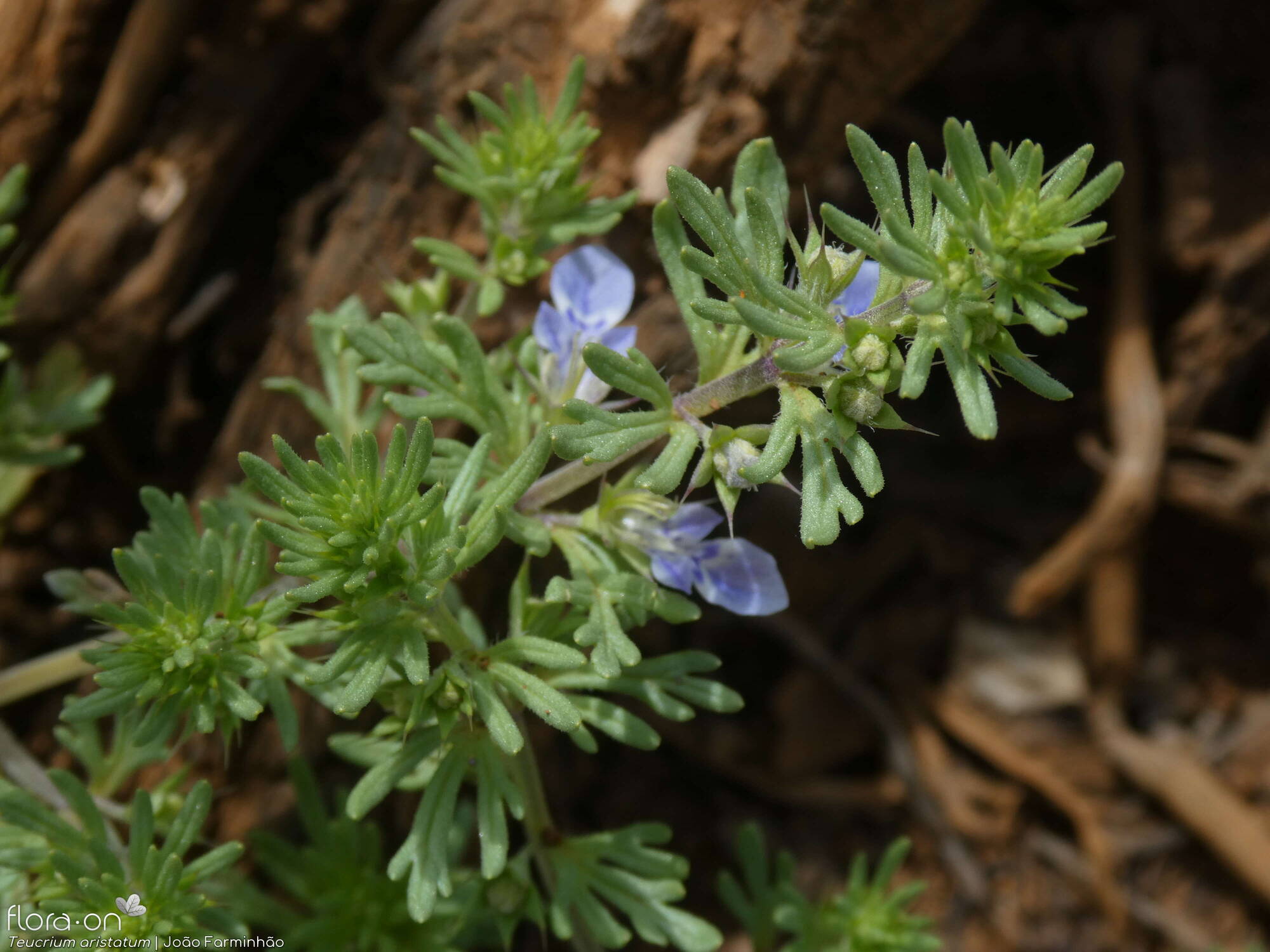 Teucrium aristatum - Folha | João Farminhão; CC BY-NC 4.0