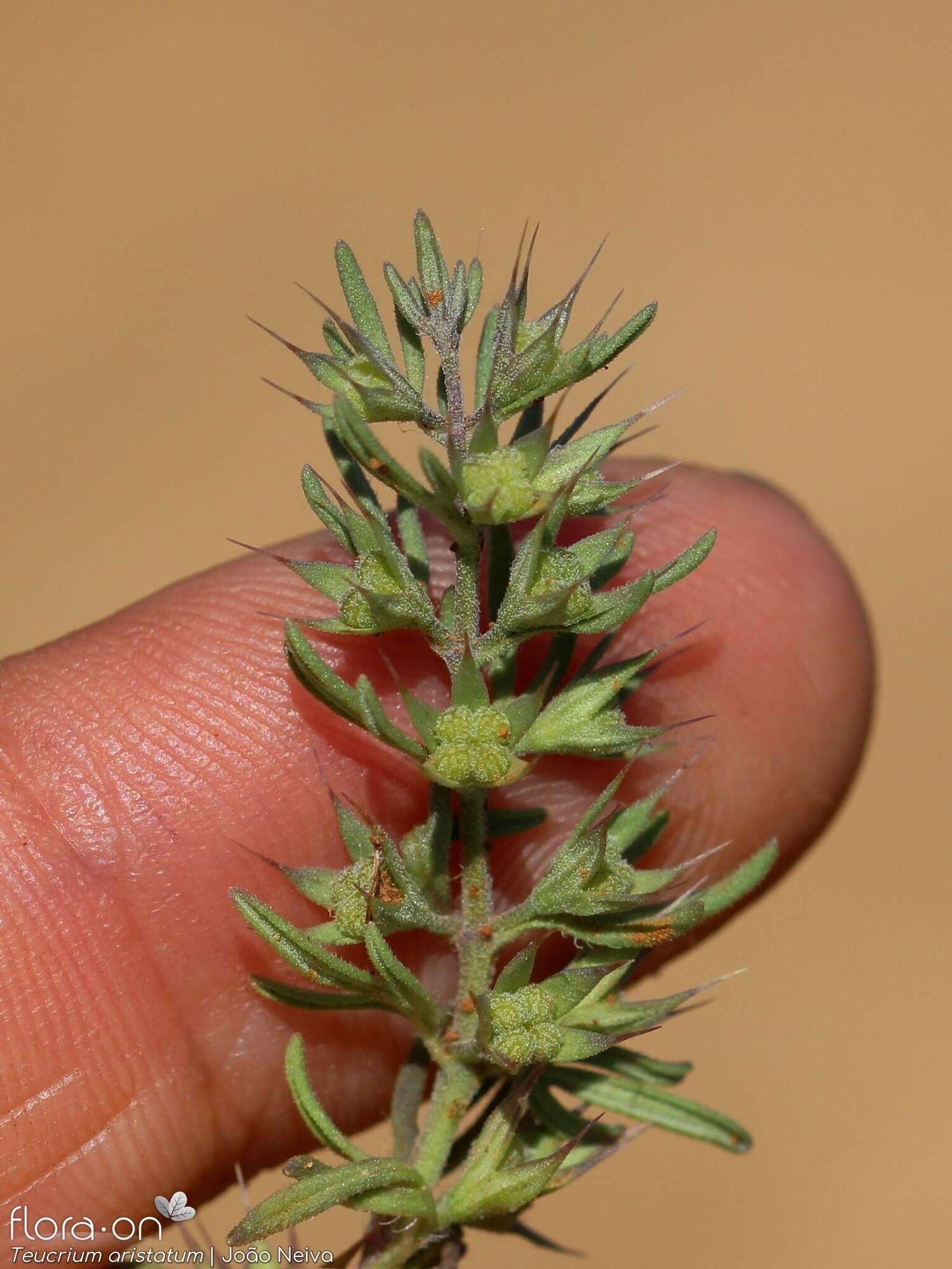 Teucrium aristatum - Fruto | João Neiva; CC BY-NC 4.0