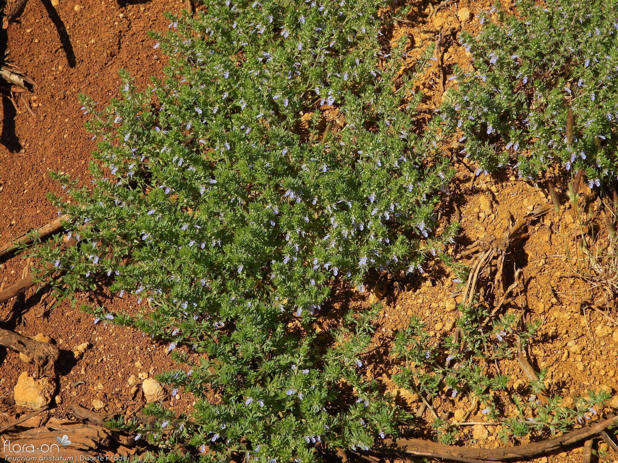 Teucrium aristatum - Habitat | Duarte Frade; CC BY-NC 4.0