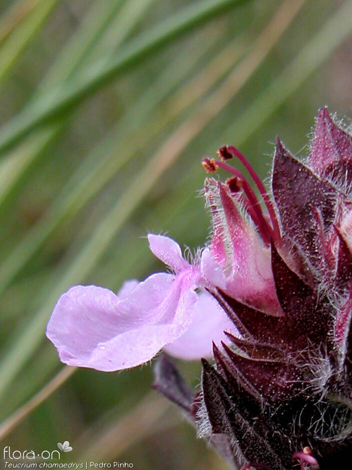 Teucrium chamaedrys - Flor (close-up) | Pedro Pinho; CC BY-NC 4.0