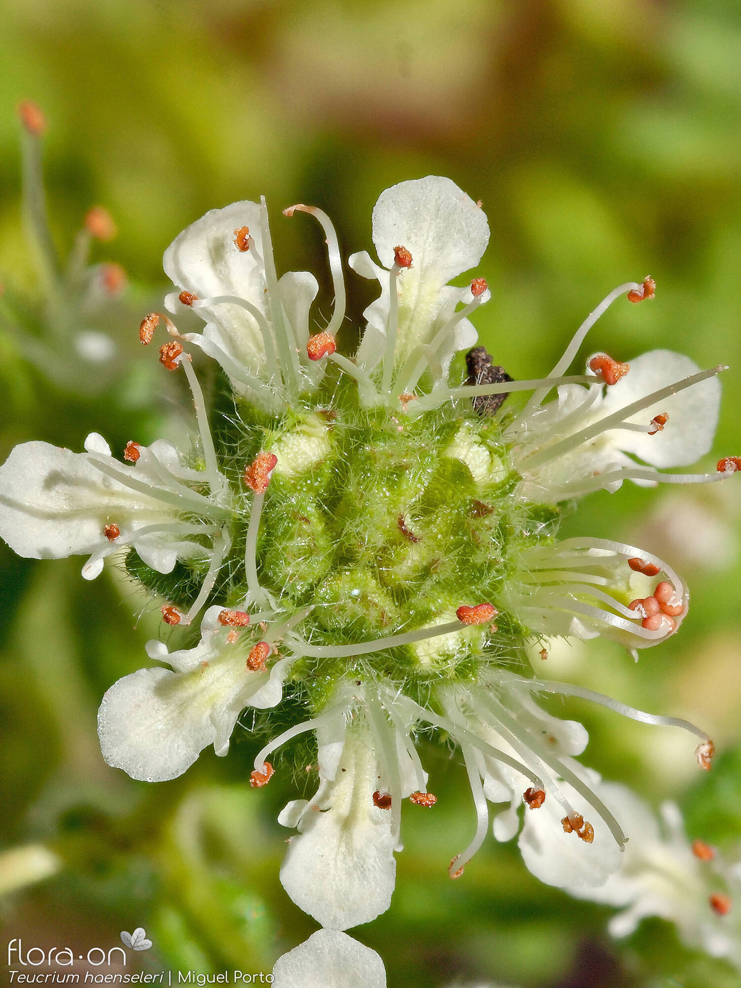 Teucrium haenseleri - Flor (close-up) | Miguel Porto; CC BY-NC 4.0