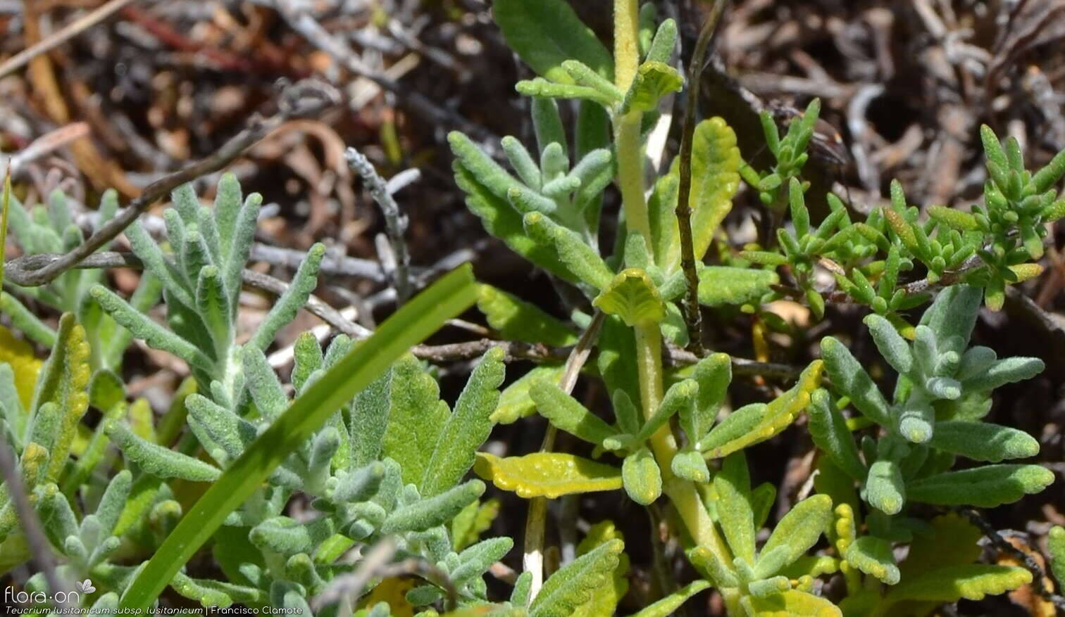 Teucrium lusitanicum lusitanicum - Folha (geral) | Francisco Clamote; CC BY-NC 4.0