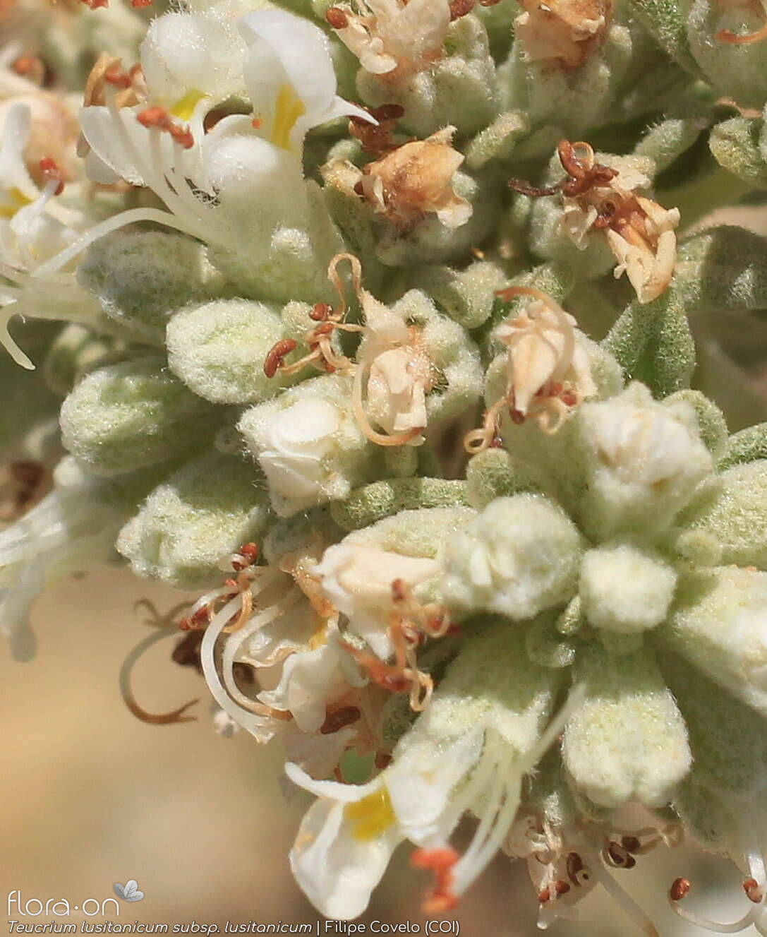 Teucrium lusitanicum lusitanicum - Flor (close-up) | Filipe Covelo; CC BY-NC 4.0