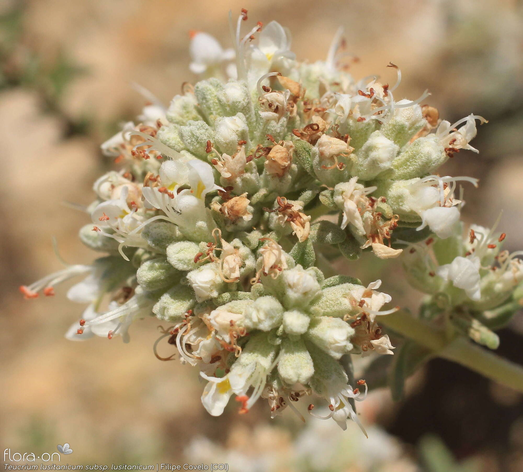 Teucrium lusitanicum lusitanicum - Flor (geral) | Filipe Covelo; CC BY-NC 4.0