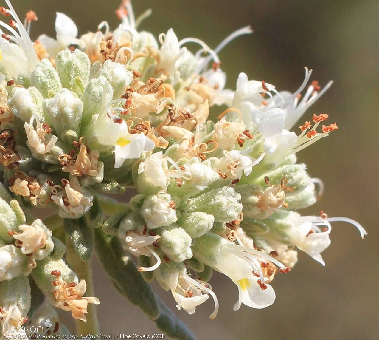 Teucrium lusitanicum lusitanicum - Flor (close-up) | Filipe Covelo; CC BY-NC 4.0