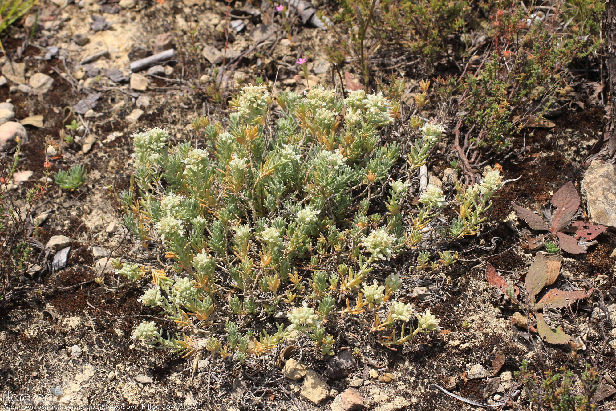Teucrium lusitanicum lusitanicum - Hábito | Filipe Covelo; CC BY-NC 4.0