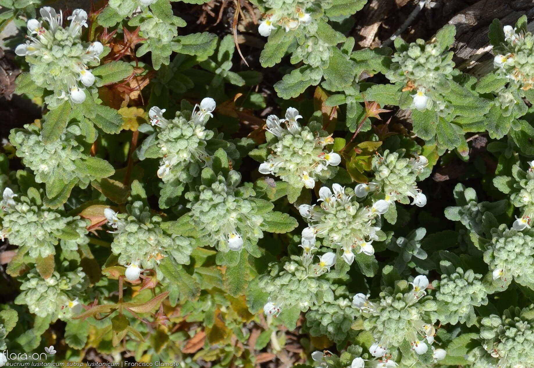 Teucrium lusitanicum lusitanicum - Flor (geral) | Francisco Clamote; CC BY-NC 4.0