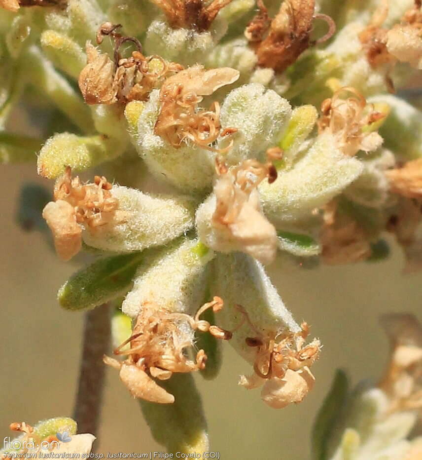 Teucrium lusitanicum lusitanicum - Flor (close-up) | Filipe Covelo; CC BY-NC 4.0