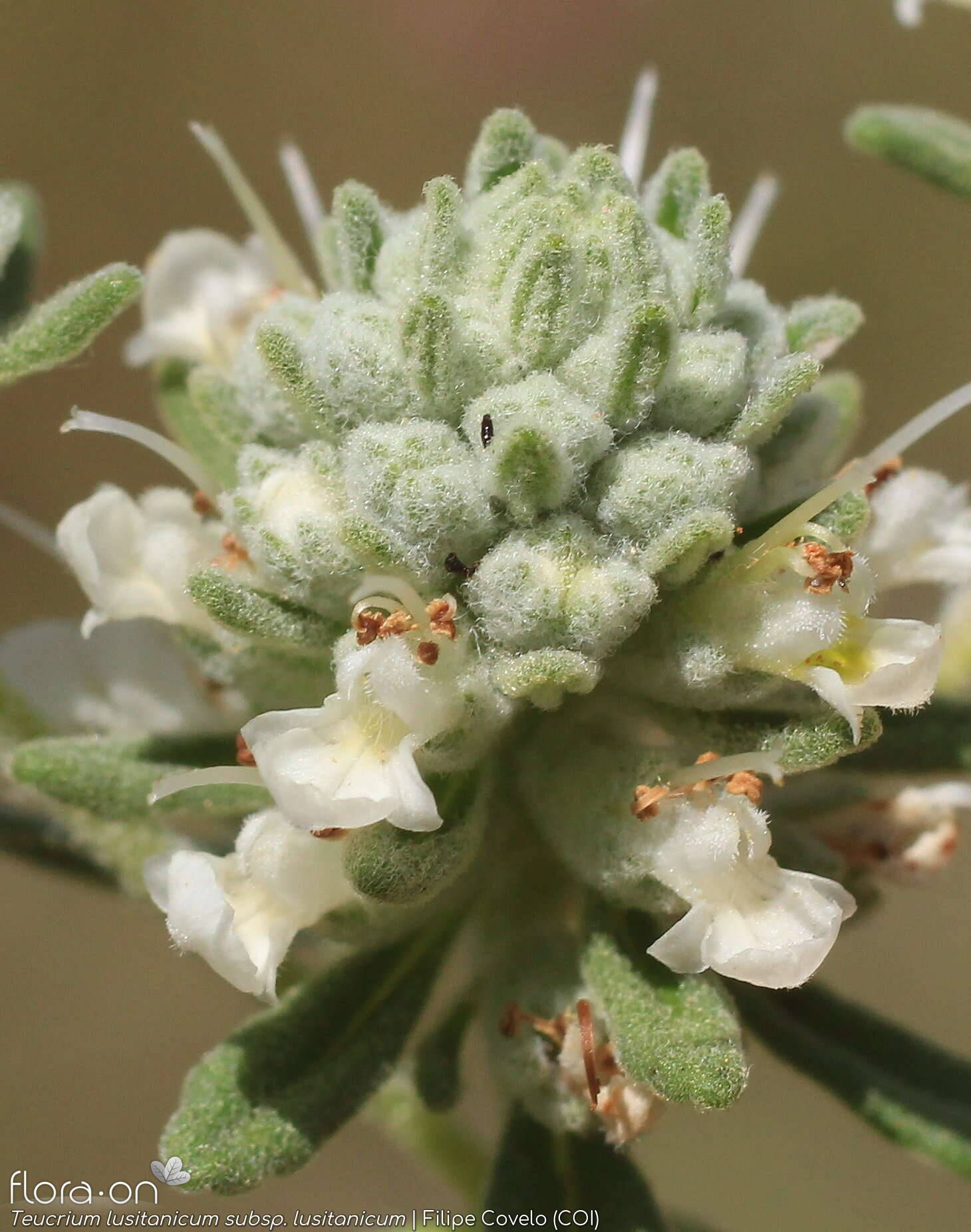 Teucrium lusitanicum lusitanicum - Flor (close-up) | Filipe Covelo; CC BY-NC 4.0