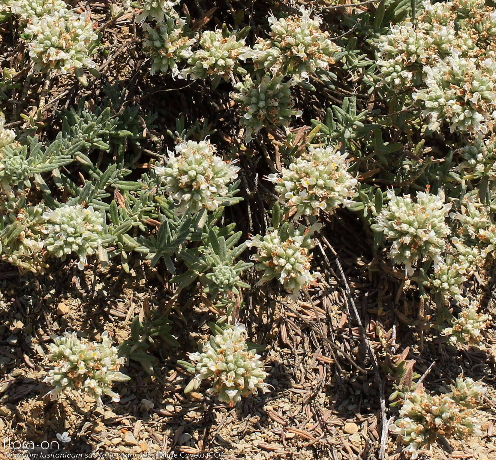 Teucrium lusitanicum lusitanicum - Hábito | Filipe Covelo; CC BY-NC 4.0