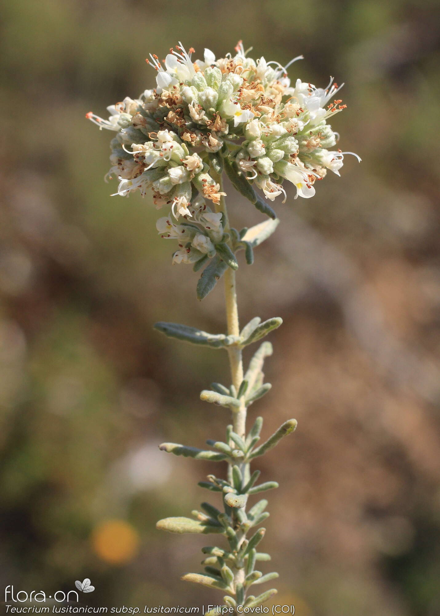 Teucrium lusitanicum lusitanicum - Flor (geral) | Filipe Covelo; CC BY-NC 4.0
