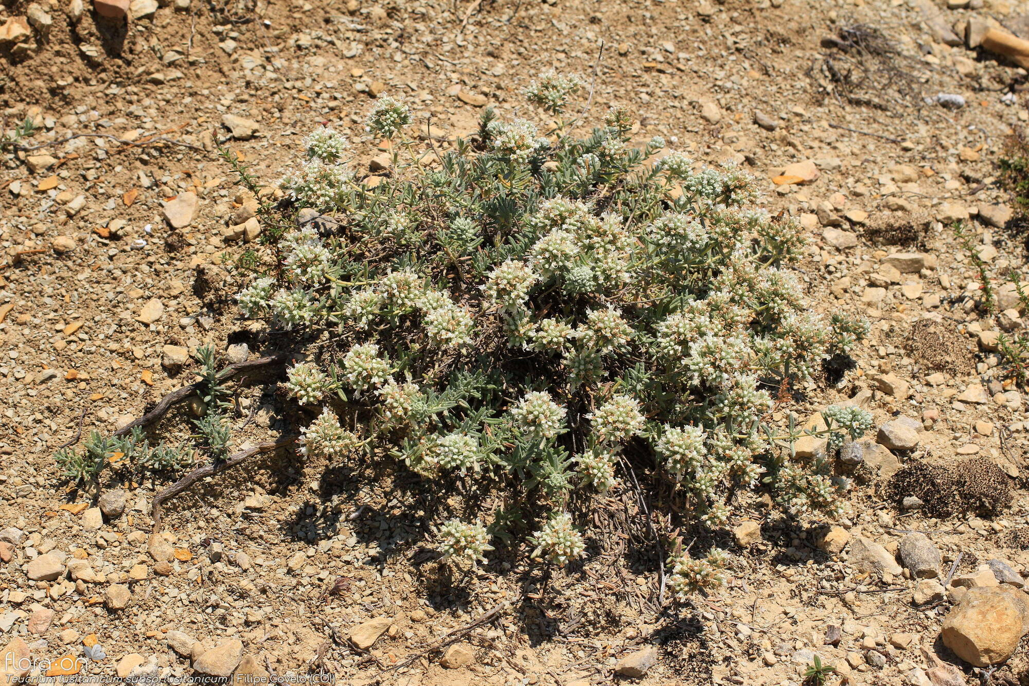 Teucrium lusitanicum lusitanicum - Hábito | Filipe Covelo; CC BY-NC 4.0