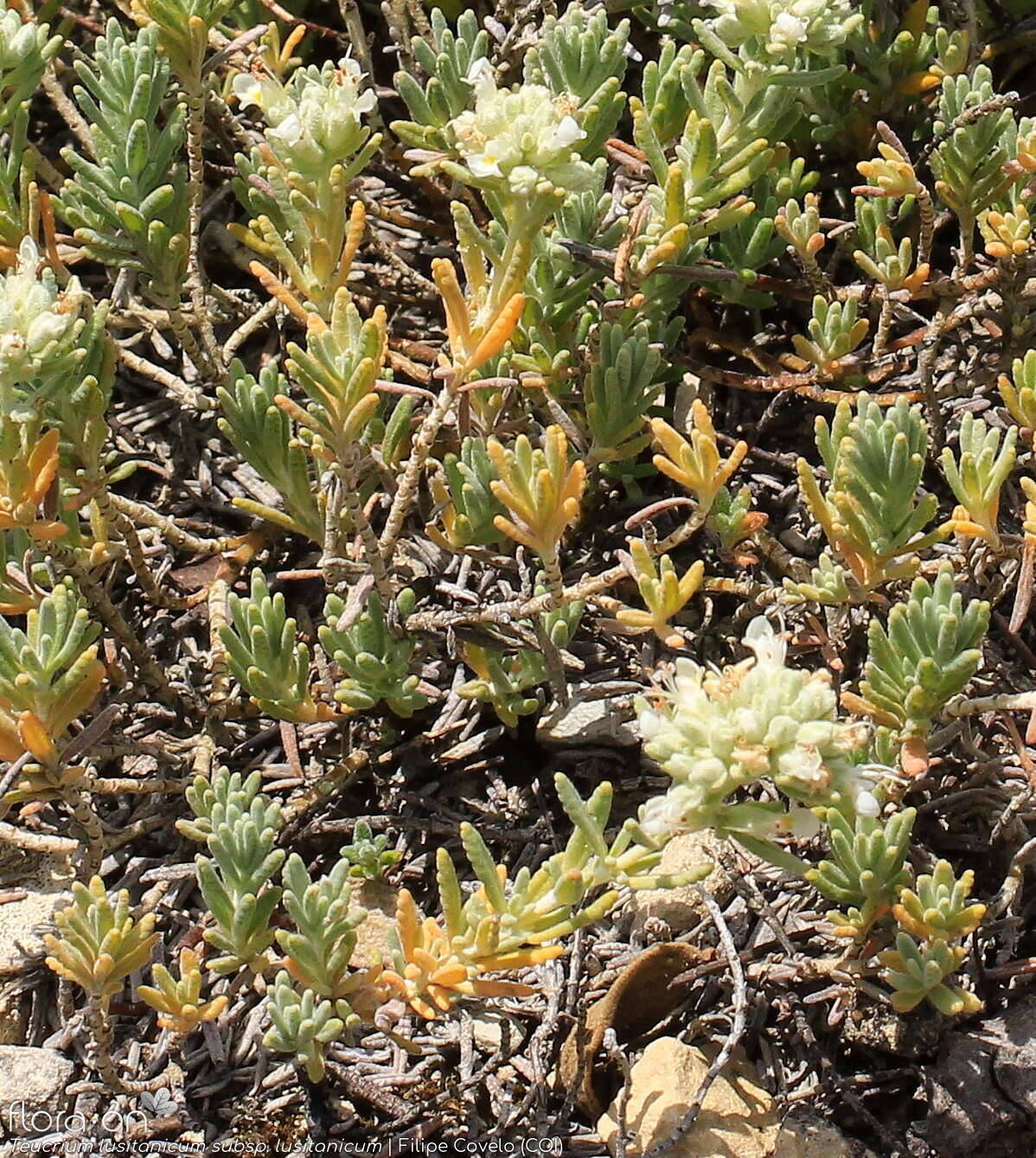 Teucrium lusitanicum lusitanicum - Hábito | Filipe Covelo; CC BY-NC 4.0