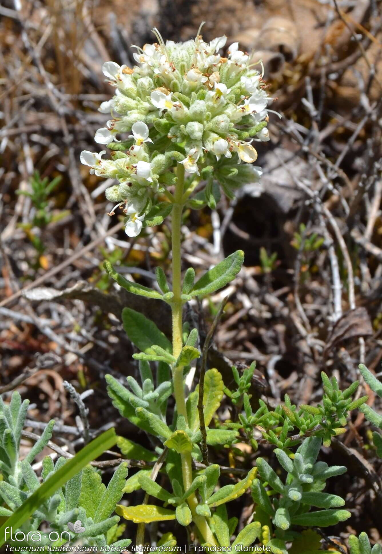 Teucrium lusitanicum lusitanicum - Flor (geral) | Francisco Clamote; CC BY-NC 4.0