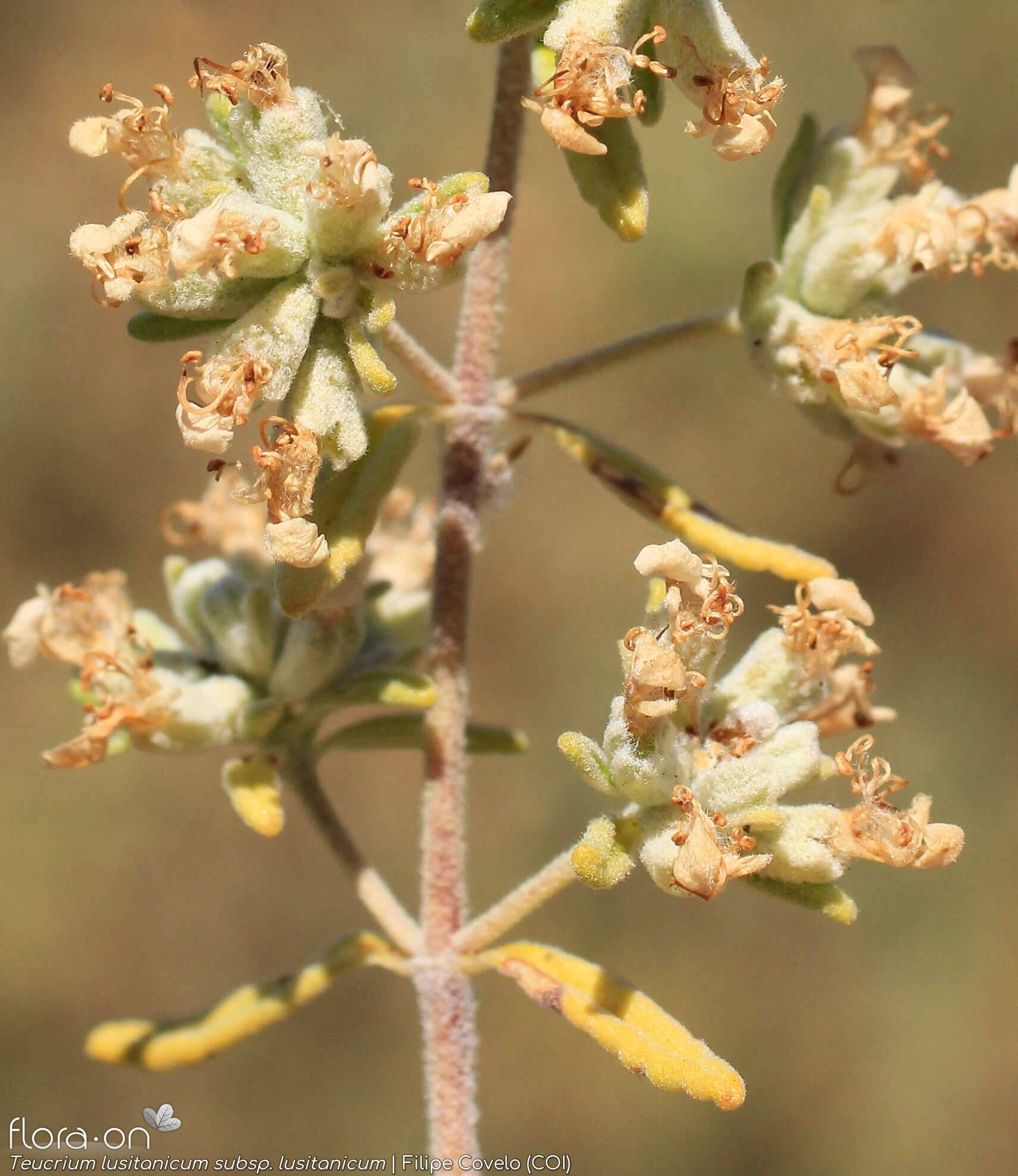 Teucrium lusitanicum lusitanicum - Flor (geral) | Filipe Covelo; CC BY-NC 4.0