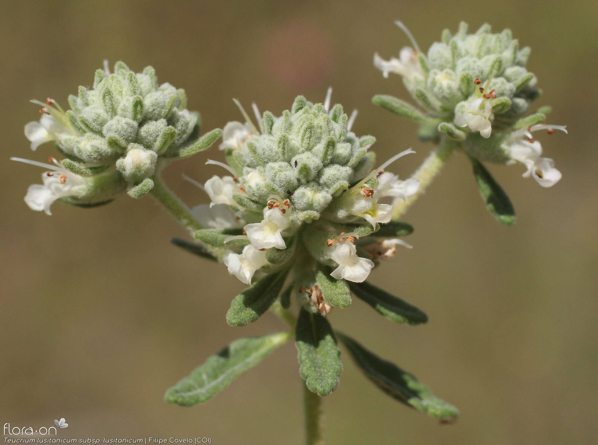 Teucrium lusitanicum lusitanicum - Flor (geral) | Filipe Covelo; CC BY-NC 4.0