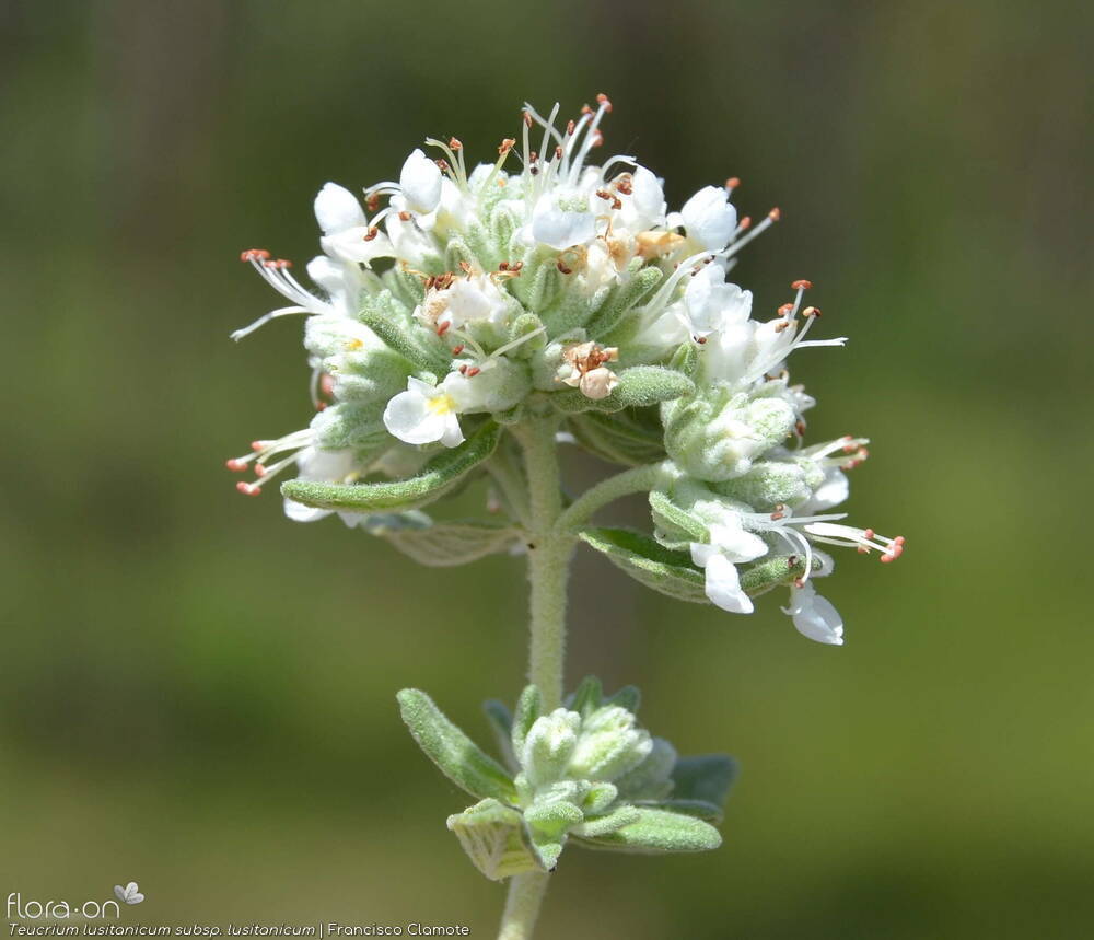 Teucrium lusitanicum