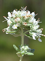 Teucrium lusitanicum