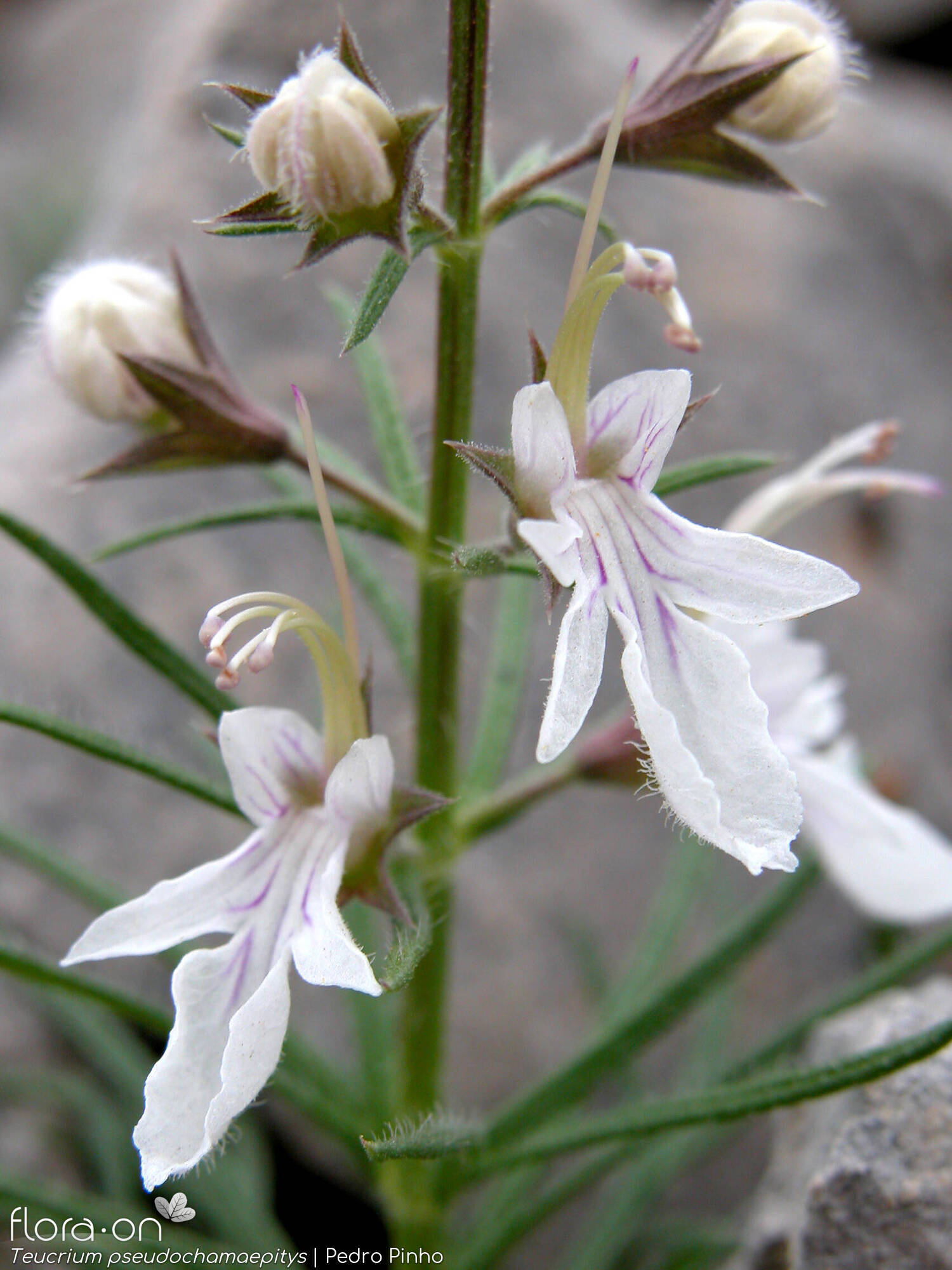 Teucrium pseudochamaepitys - Flor (geral) | Pedro Pinho; CC BY-NC 4.0