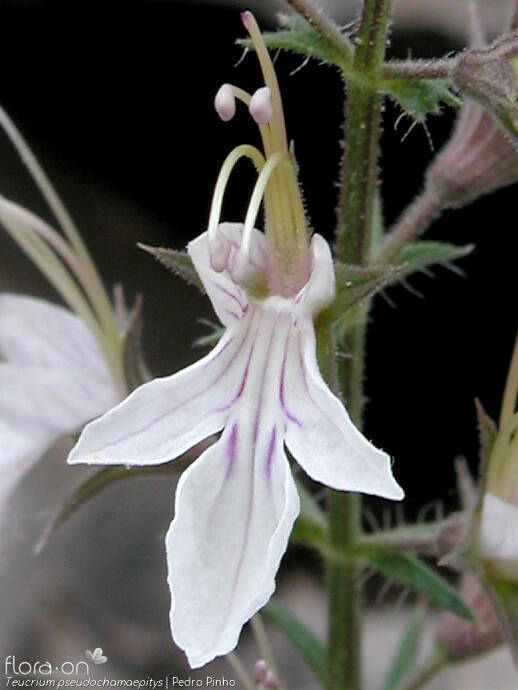 Teucrium pseudochamaepitys - Flor (close-up) | Pedro Pinho; CC BY-NC 4.0