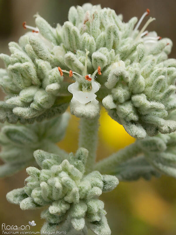 Teucrium vicentinum - Flor (close-up) | Miguel Porto; CC BY-NC 4.0