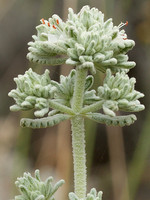 Teucrium vincentinum
