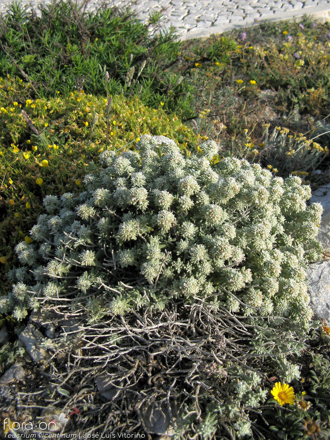 Teucrium vincentinum - Habitat | José Luís Vitorino; CC BY-NC 4.0