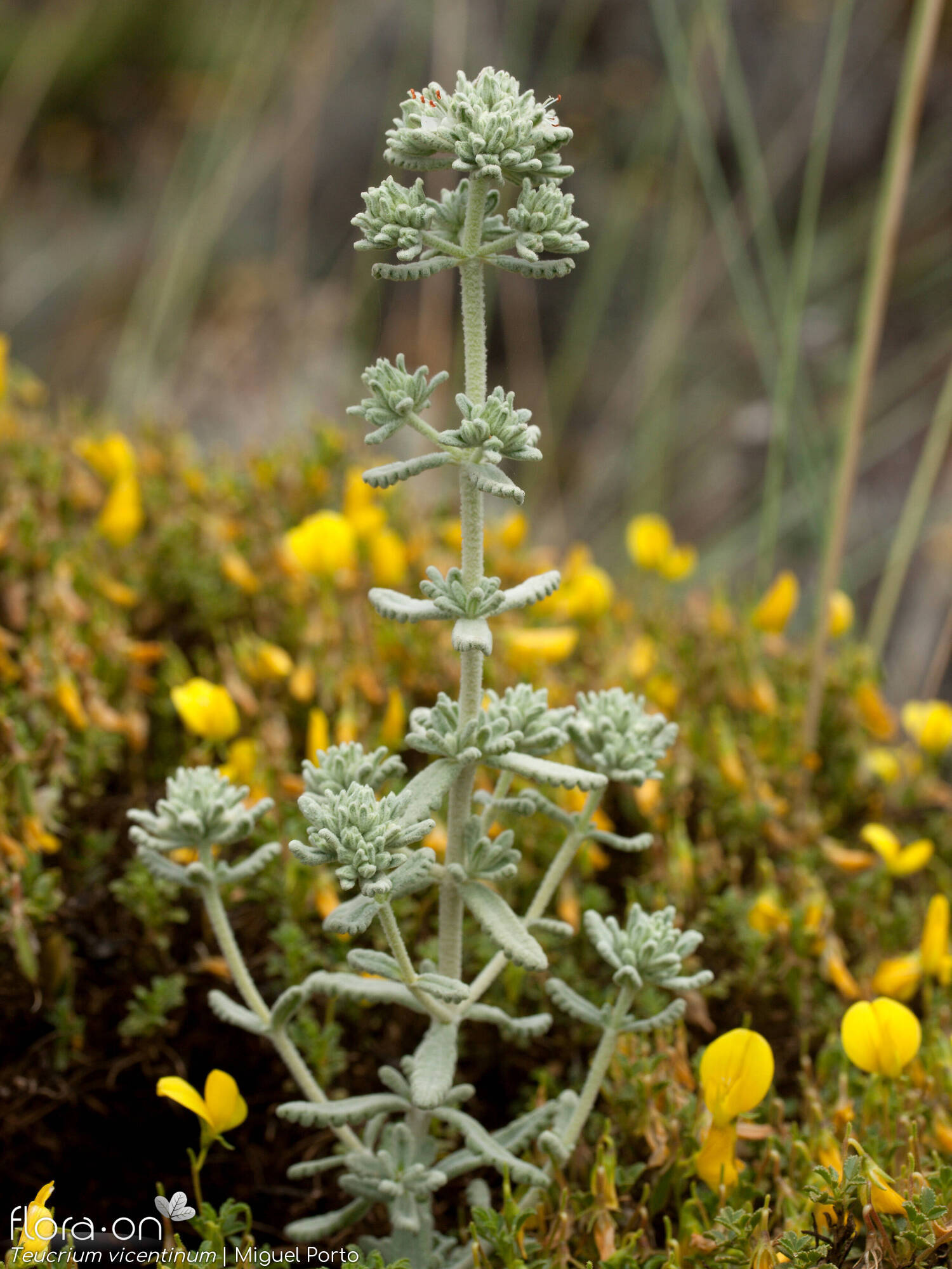 Teucrium vincentinum - Flor (geral) | Miguel Porto; CC BY-NC 4.0