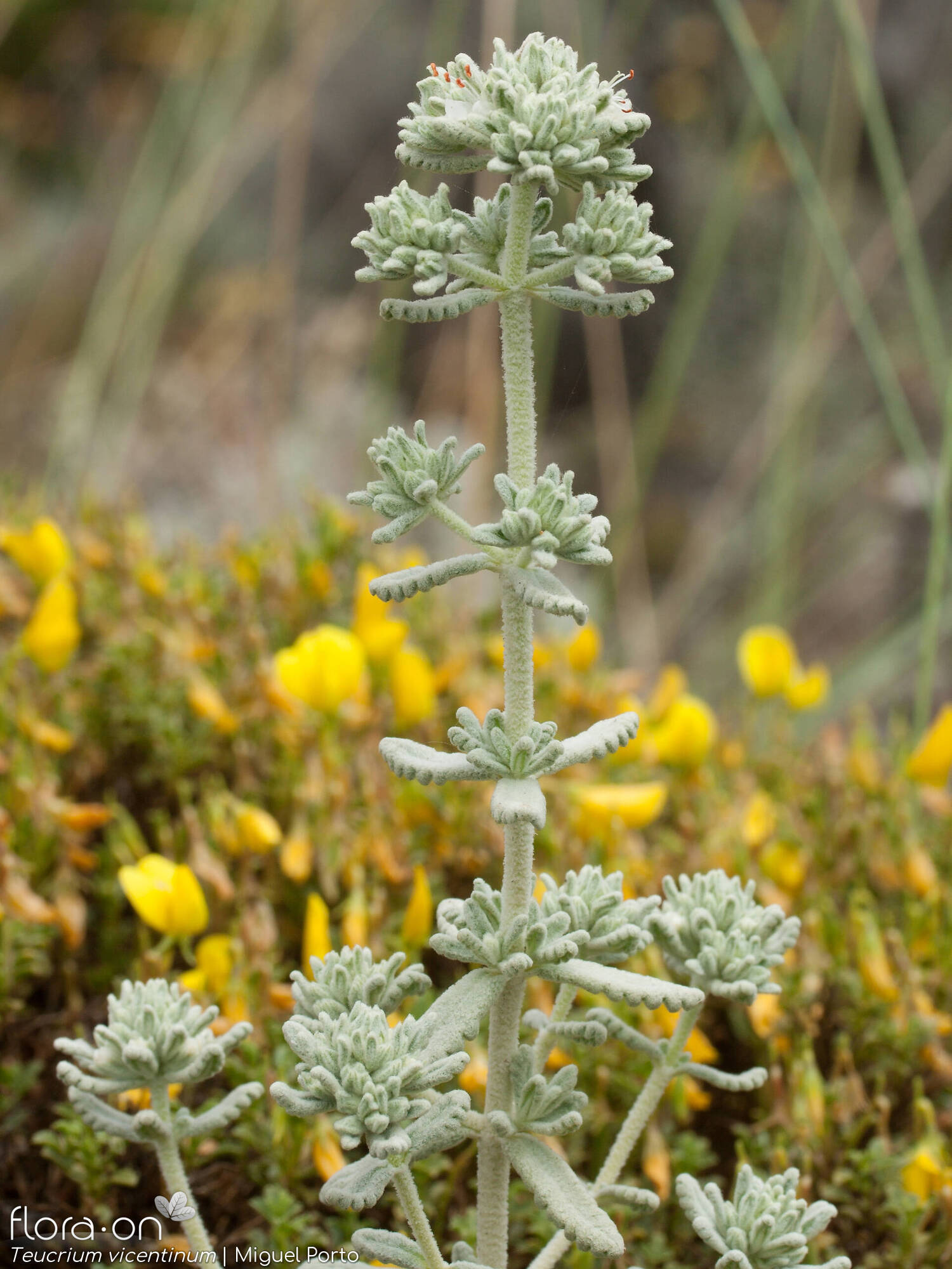 Teucrium vincentinum - Flor (geral) | Miguel Porto; CC BY-NC 4.0