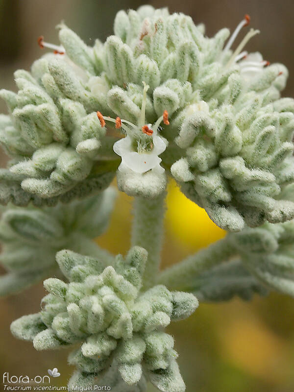 Teucrium vincentinum - Flor (close-up) | Miguel Porto; CC BY-NC 4.0