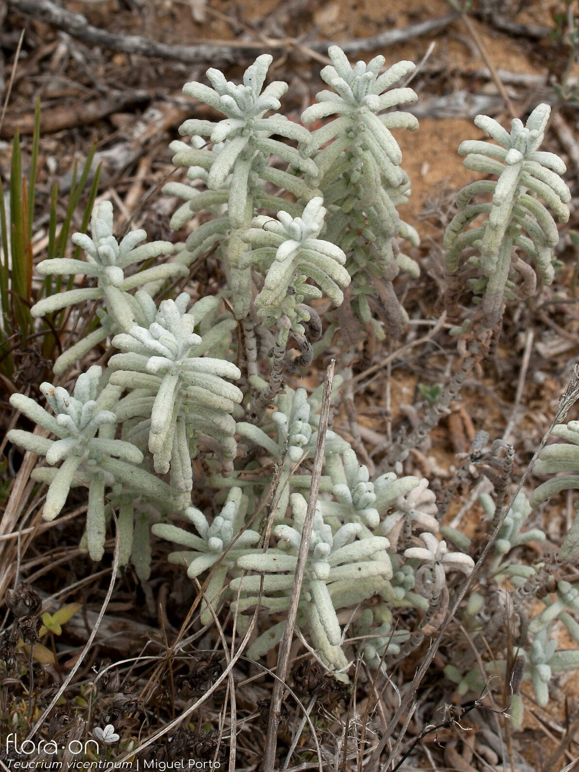 Teucrium vincentinum - Hábito | Miguel Porto; CC BY-NC 4.0