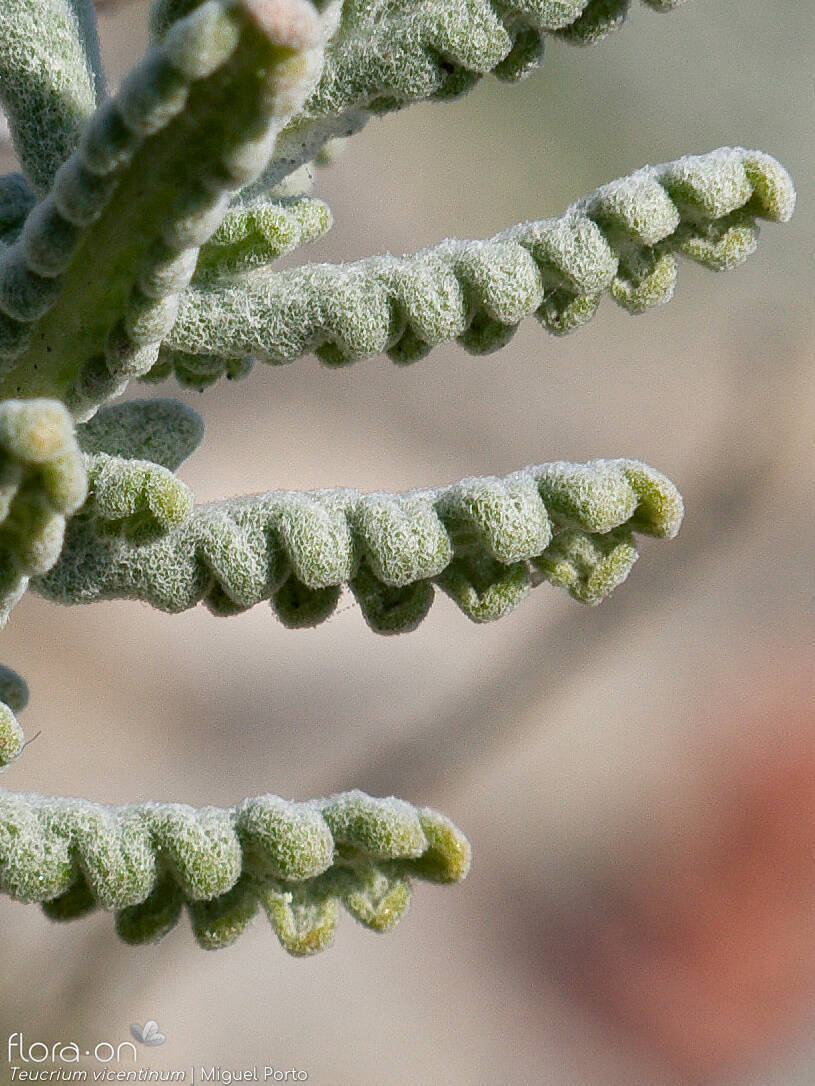 Teucrium vincentinum - Folha | Miguel Porto; CC BY-NC 4.0