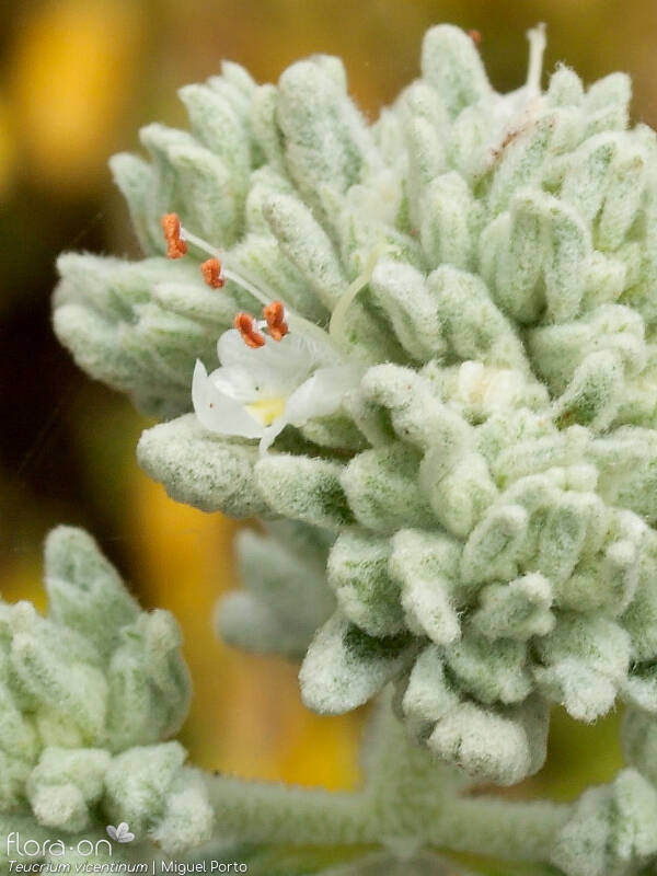 Teucrium vincentinum - Flor (close-up) | Miguel Porto; CC BY-NC 4.0