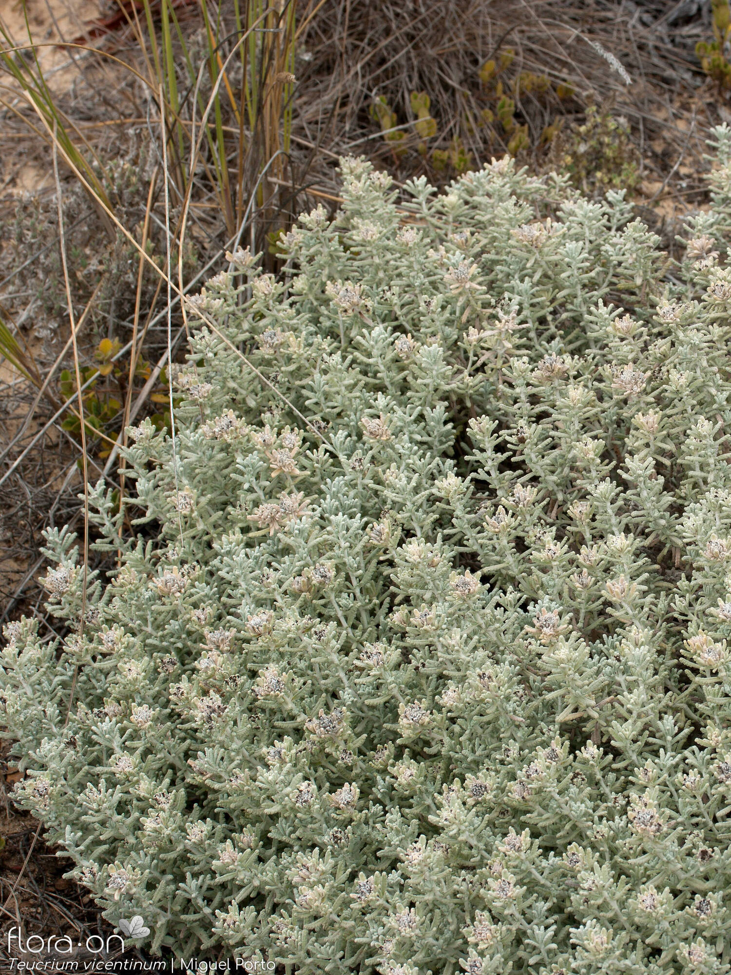 Teucrium vincentinum - Hábito | Miguel Porto; CC BY-NC 4.0