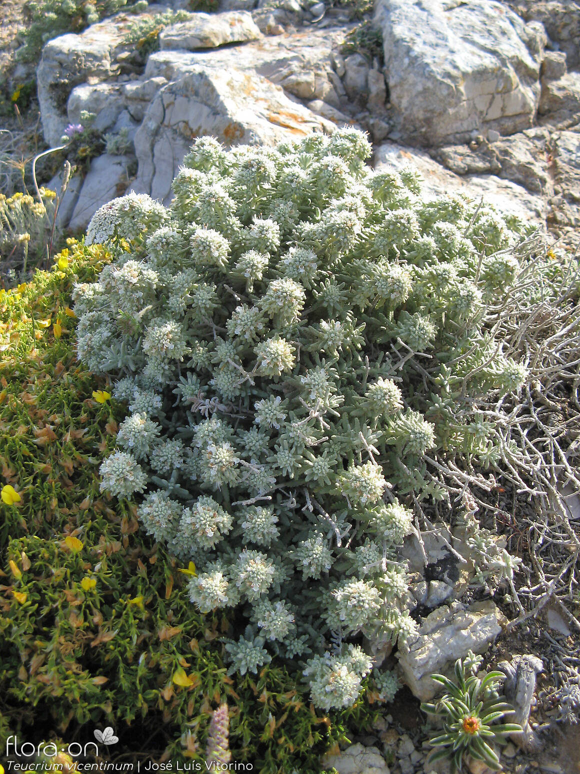 Teucrium vincentinum - Hábito | José Luís Vitorino; CC BY-NC 4.0