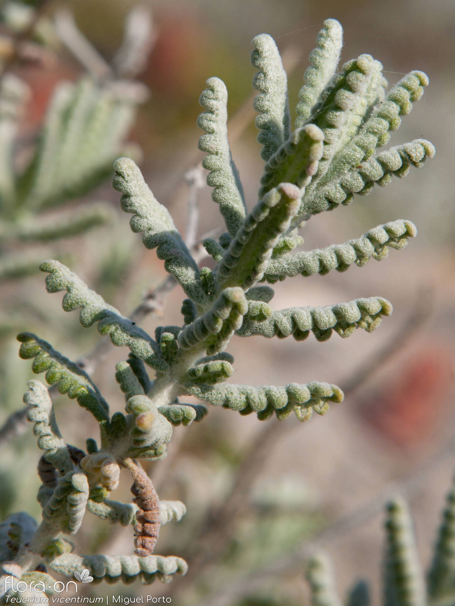 Teucrium vincentinum - Folha (geral) | Miguel Porto; CC BY-NC 4.0