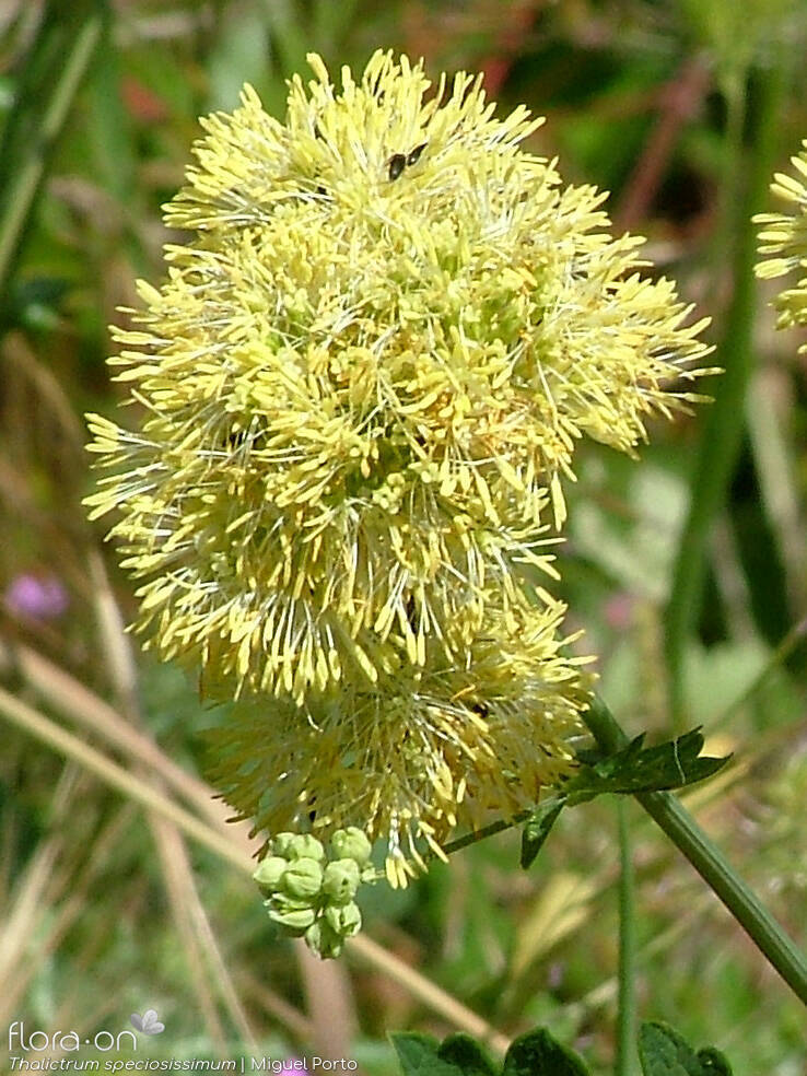Thalictrum speciosissimum - Flor (close-up) | Miguel Porto; CC BY-NC 4.0