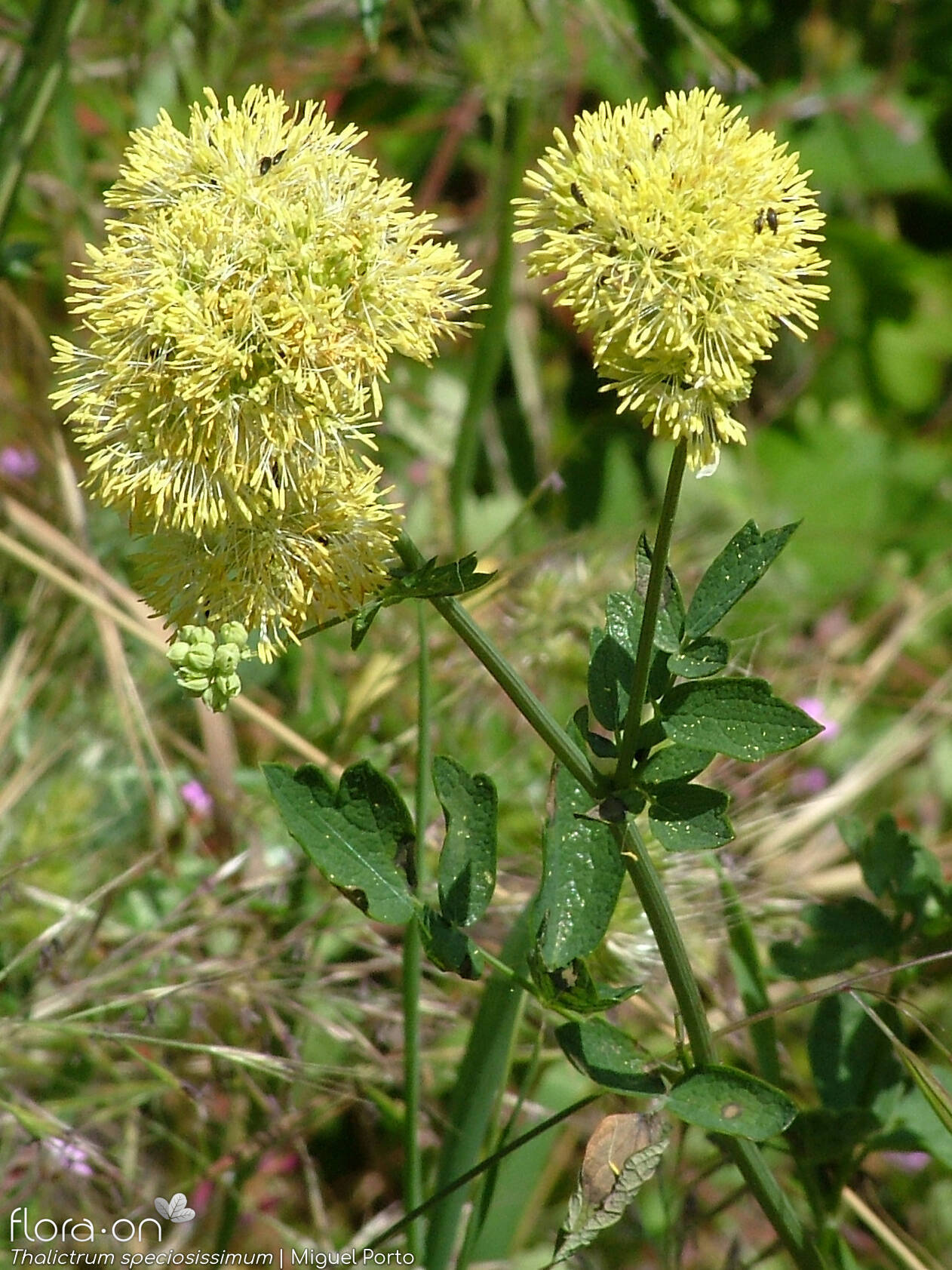Thalictrum speciosissimum - Flor (geral) | Miguel Porto; CC BY-NC 4.0
