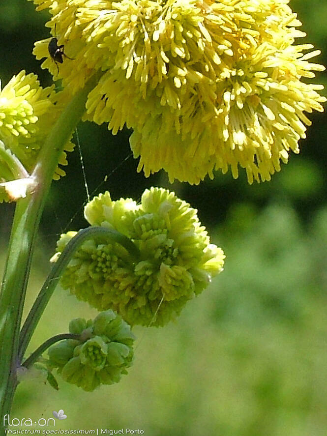Thalictrum speciosissimum - Flor (close-up) | Miguel Porto; CC BY-NC 4.0