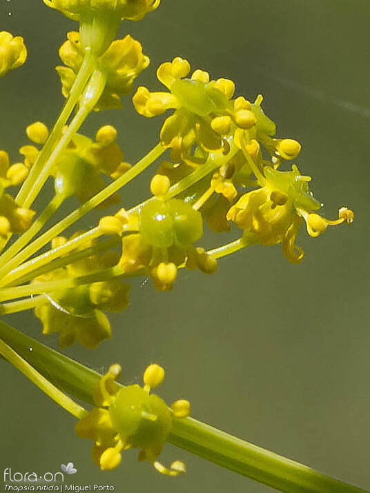 Thapsia nitida - Flor (close-up) | Miguel Porto; CC BY-NC 4.0