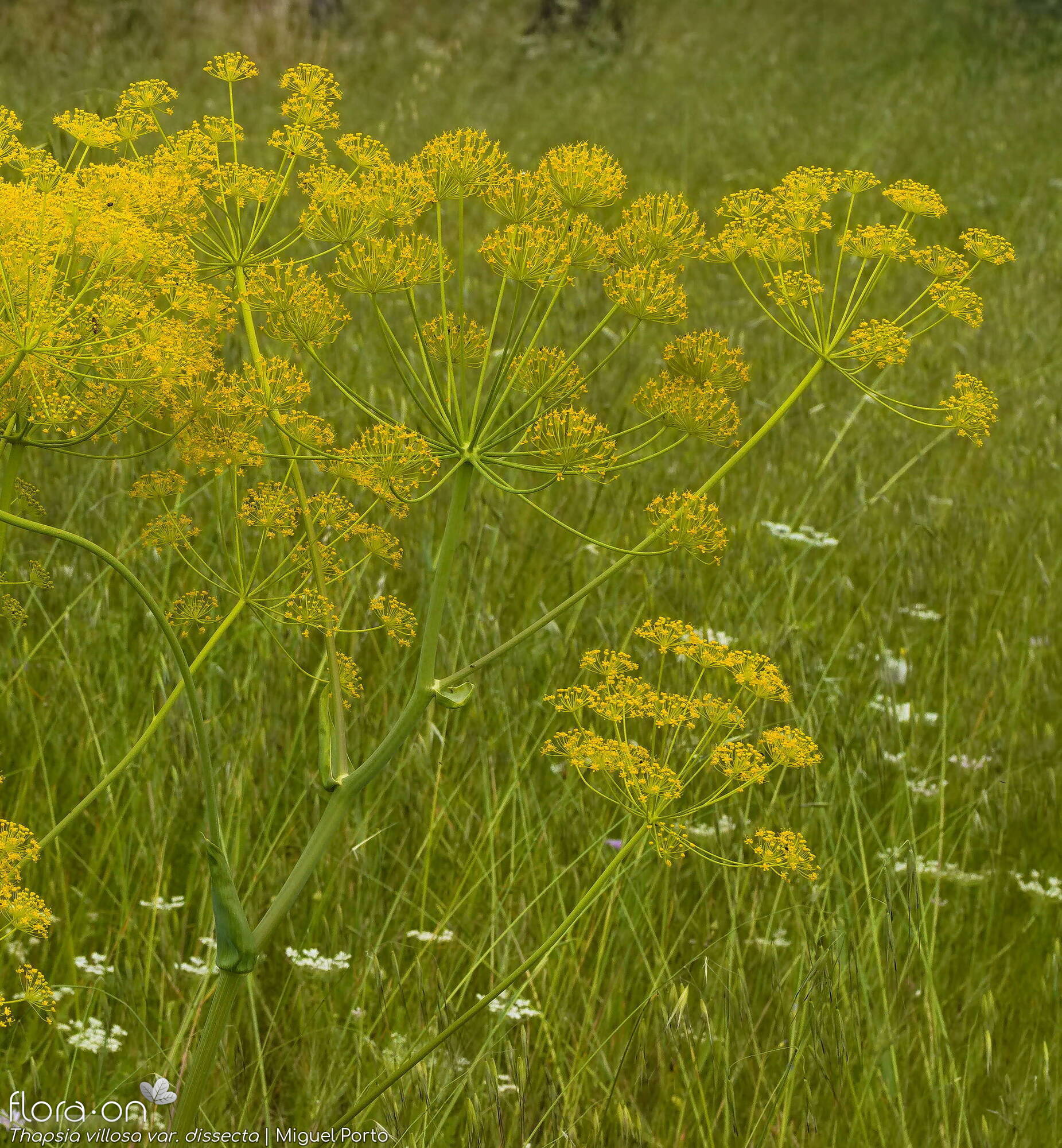 Thapsia villosa - Flor (geral) | Miguel Porto; CC BY-NC 4.0