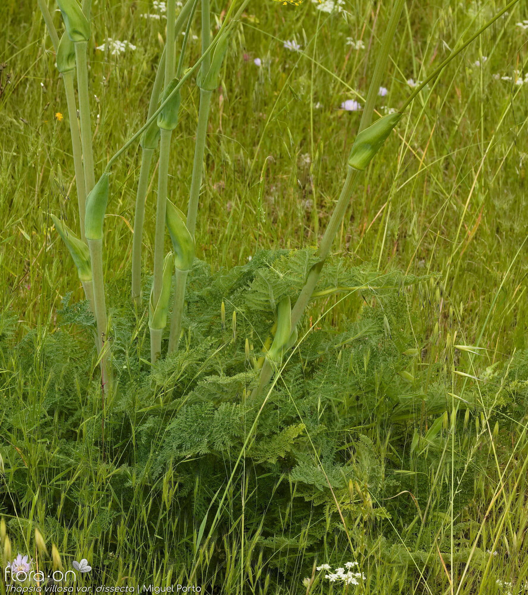 Thapsia villosa - Folha (geral) | Miguel Porto; CC BY-NC 4.0