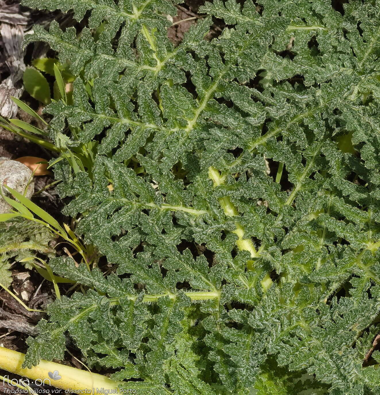 Thapsia villosa - Folha | Miguel Porto; CC BY-NC 4.0